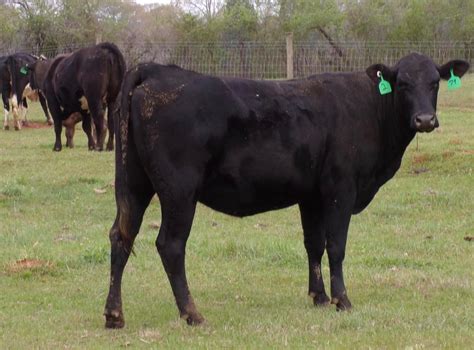 They are longtime weaned, fully vaccinated, and tested BVD pi free. . Brangus baldy heifers for sale
